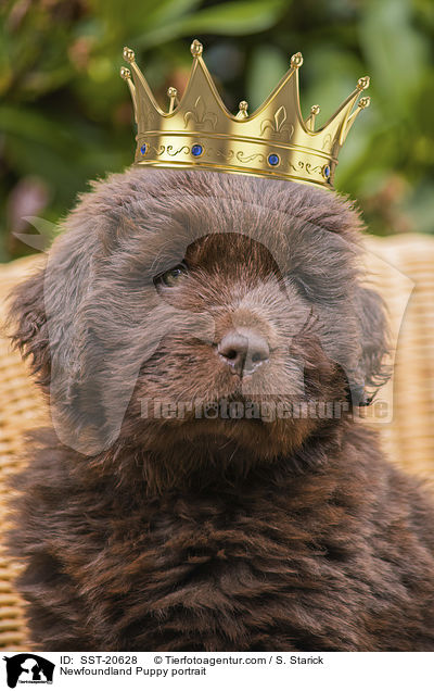 Neufundlnder Welpe Portrait / Newfoundland Puppy portrait / SST-20628