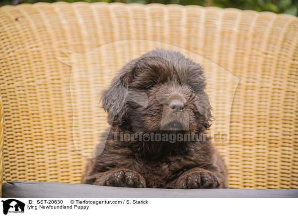 lying Newfoundland Puppy / SST-20630