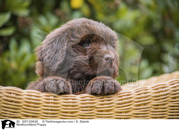 Newfoundland Puppy / SST-20639
