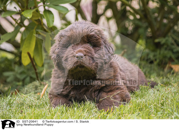 lying Newfoundland Puppy / SST-20641