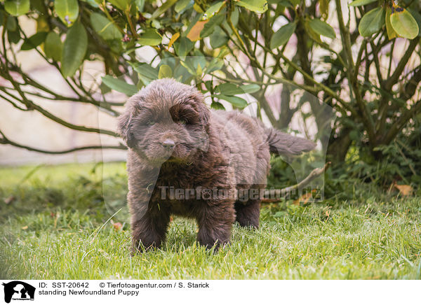 standing Newfoundland Puppy / SST-20642