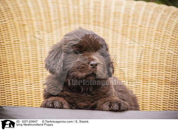 lying Newfoundland Puppy / SST-20647