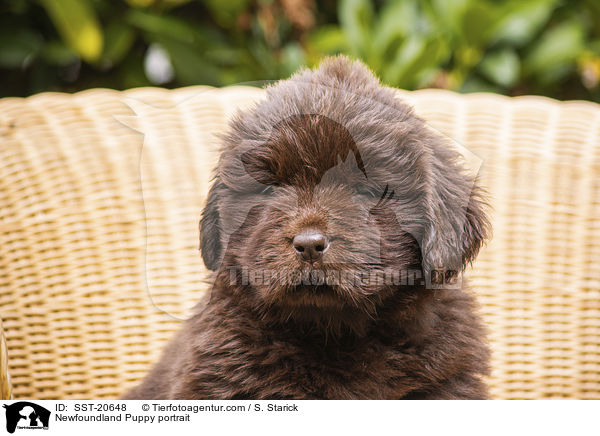 Newfoundland Puppy portrait / SST-20648