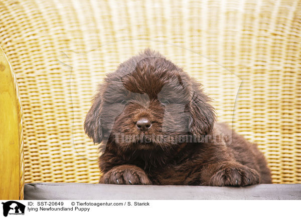 lying Newfoundland Puppy / SST-20649