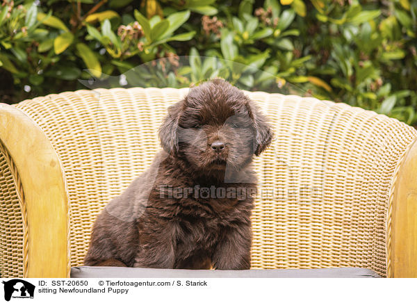 sitting Newfoundland Puppy / SST-20650