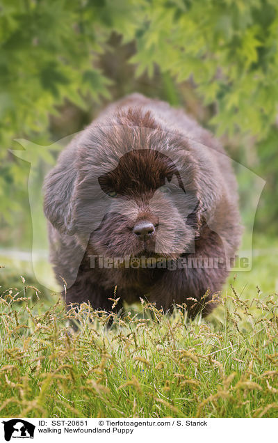 walking Newfoundland Puppy / SST-20651