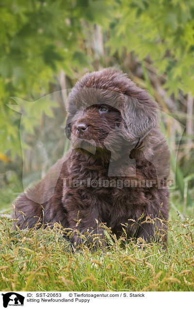 sitting Newfoundland Puppy / SST-20653
