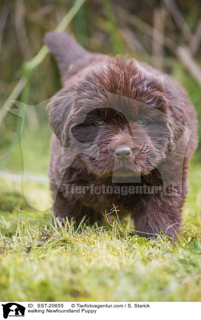 walking Newfoundland Puppy / SST-20655