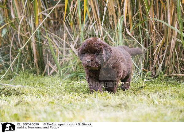walking Newfoundland Puppy / SST-20656
