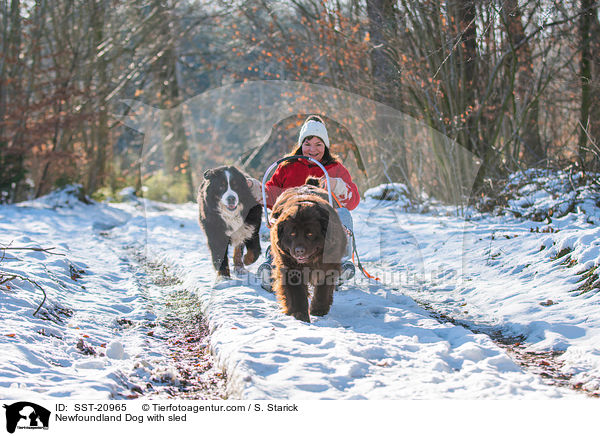 Neufundlnder vor dem Schlitten / Newfoundland Dog with sled / SST-20965