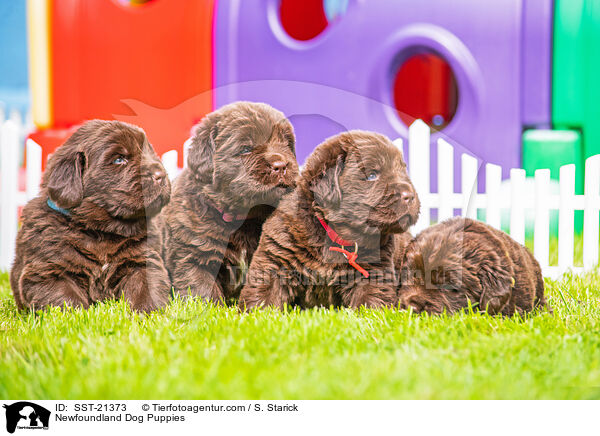 Newfoundland Dog Puppies / SST-21373