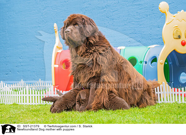 Neufundlnder Mutter mit Welpen / Newfoundland Dog mother with puppies / SST-21379