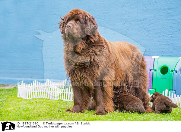 Neufundländer Mutter mit Welpen / Newfoundland Dog mother with puppies / SST-21380