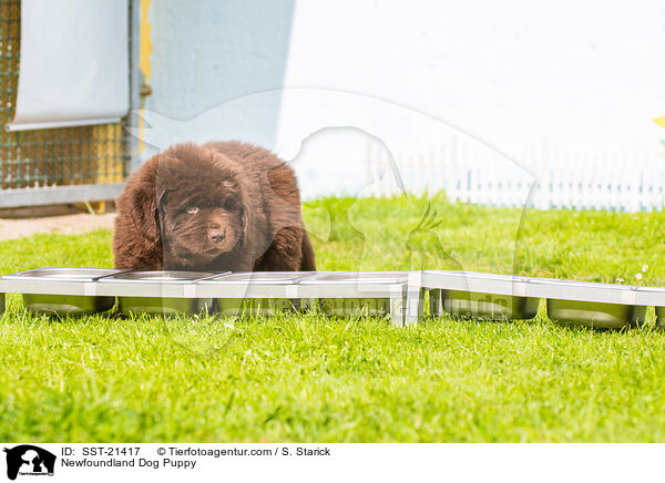 Neufundlnder Welpe / Newfoundland Dog Puppy / SST-21417