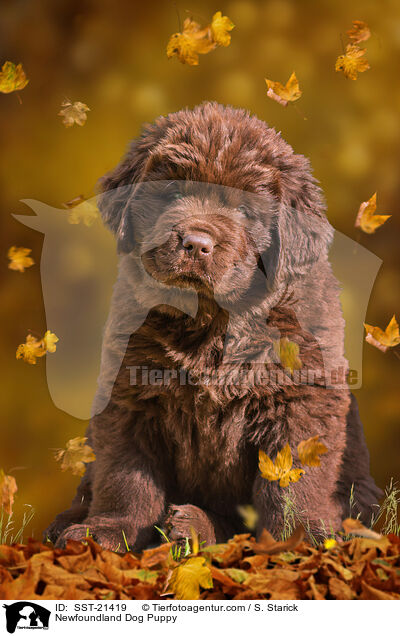 Newfoundland Dog Puppy / SST-21419