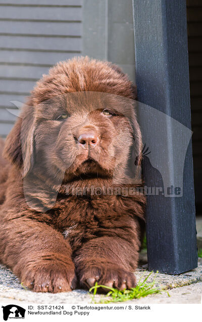 Newfoundland Dog Puppy / SST-21424