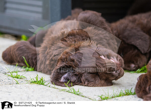 Newfoundland Dog Puppy / SST-21425