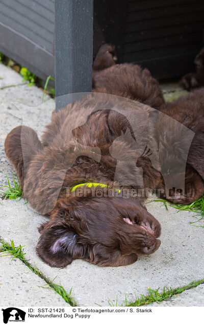 Newfoundland Dog Puppy / SST-21426