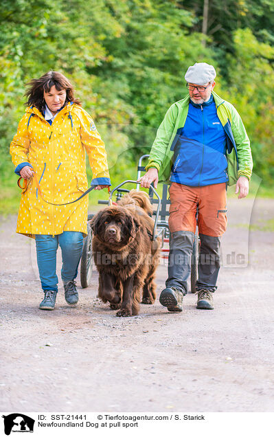 Newfoundland Dog at pull sport / SST-21441