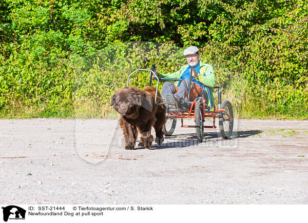 Newfoundland Dog at pull sport / SST-21444