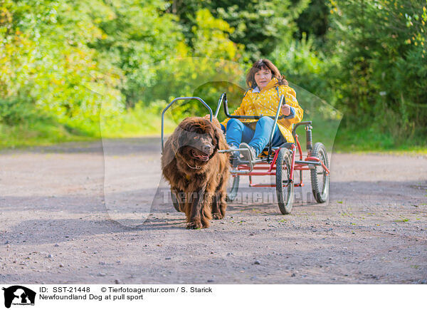 Newfoundland Dog at pull sport / SST-21448
