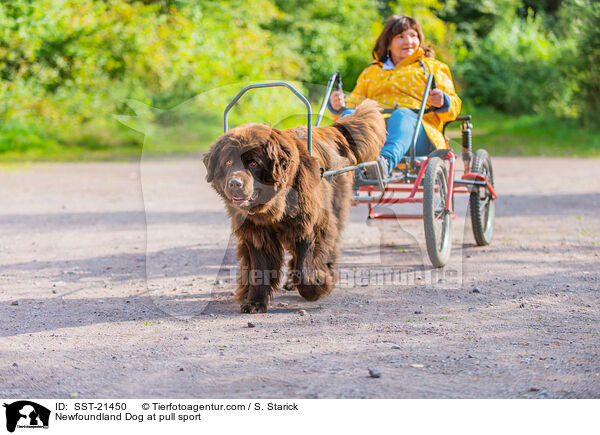 Newfoundland Dog at pull sport / SST-21450
