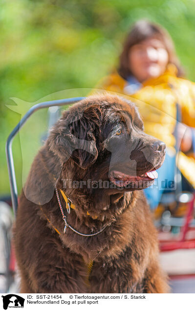Newfoundland Dog at pull sport / SST-21454
