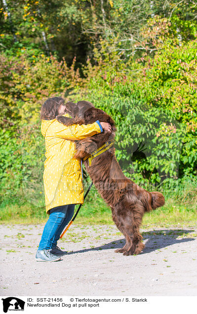 Newfoundland Dog at pull sport / SST-21456