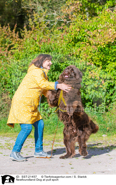 Newfoundland Dog at pull sport / SST-21457