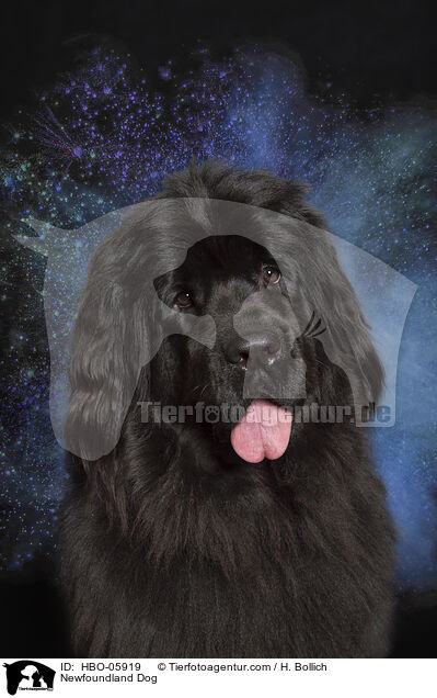 Newfoundland Dog / HBO-05919