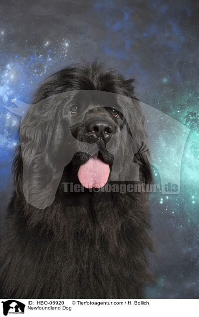 Newfoundland Dog / HBO-05920