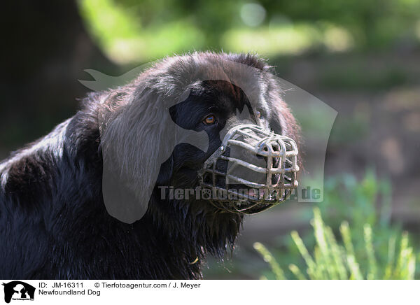 Neufundlnder / Newfoundland Dog / JM-16311