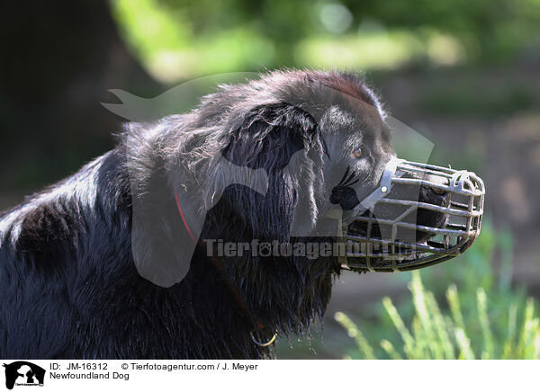 Newfoundland Dog / JM-16312