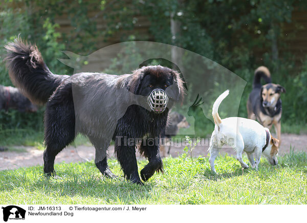 Newfoundland Dog / JM-16313