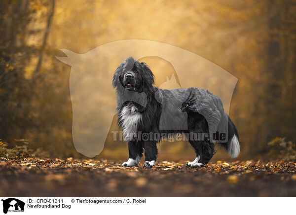 Newfoundland Dog / CRO-01311