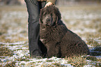 Newfoundland Dog