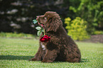 Newfoundland Dog