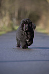 Newfoundland Dog