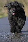 Newfoundland Dog