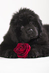 Newfoundland Dog