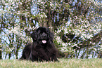 Newfoundland Dog