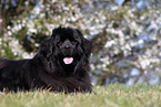 Newfoundland Dog