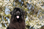 Newfoundland Dog