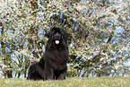 Newfoundland Dog