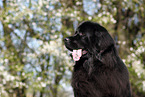 Newfoundland Dog