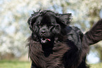 Newfoundland Dog