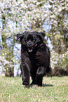 Newfoundland Dog