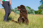sitting Newfoundland Dog