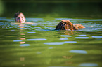 swimming Newfoundland Dog