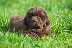 Newfoundlander Puppy